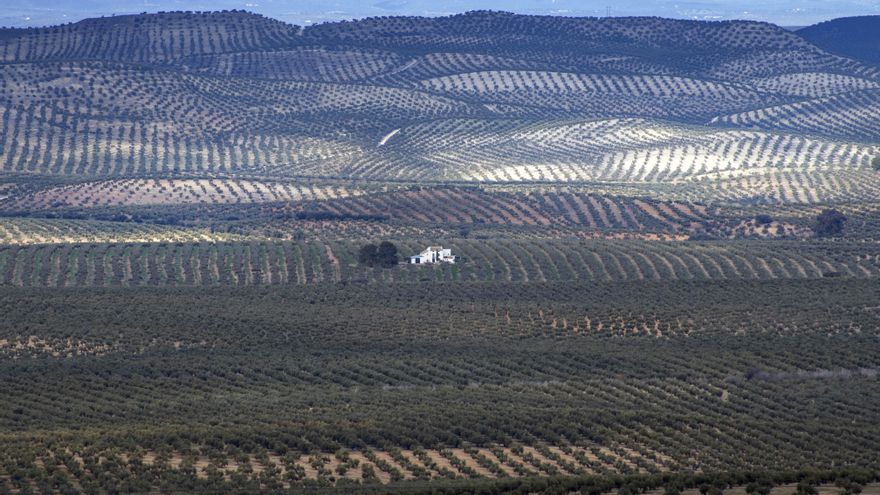 Un estudio destaca el potencial de árboles como los olivos para conservar la biodiversidad