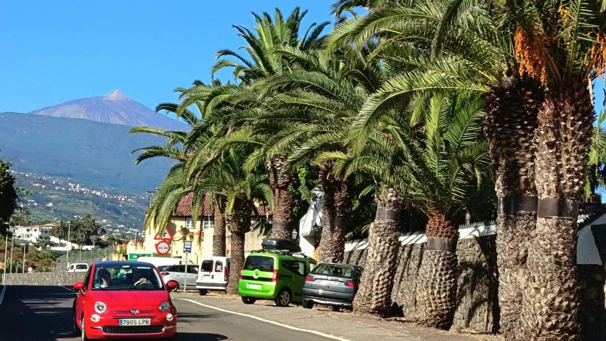 Particulares y colectivos desconfían de la rectificación del Cabildo tinerfeño sobre la retirada de 85 palmeras de La Orotava porque no hay cambios en el proyecto