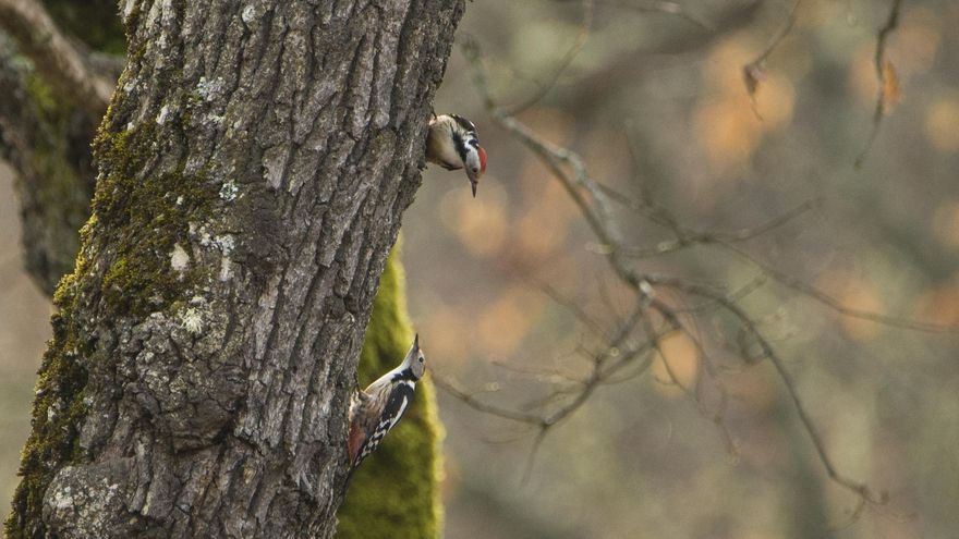 Ejemplares machos de Pico Mediano