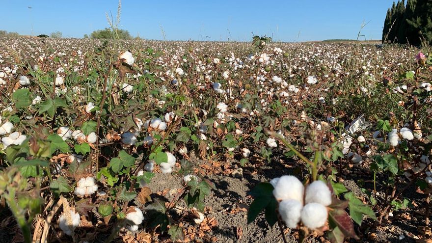 El algodón andaluz se enfrenta a una campaña con previsión de pérdidas