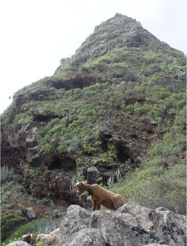 Chivas “envetadas” en la zona de El Caldero (Barranco de Los Cuervos. Don Pedro) (Foto Jorge Pais Pais)