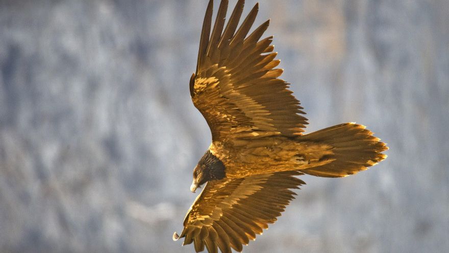 Aragón y Andalucía intercambian pollos de quebrantahuesos para mejorar la diversidad genética de esta especie protegida