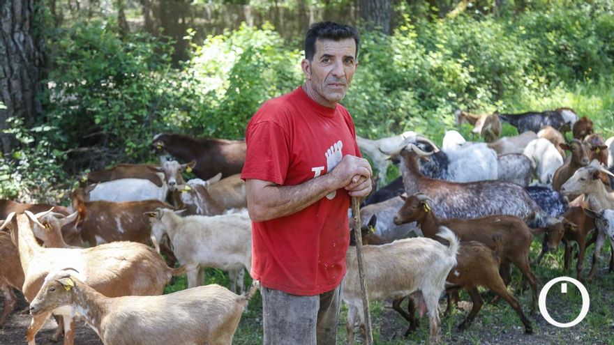 Paco Gutiérrez con el rebaño de cabras en labores de prevención de incendios