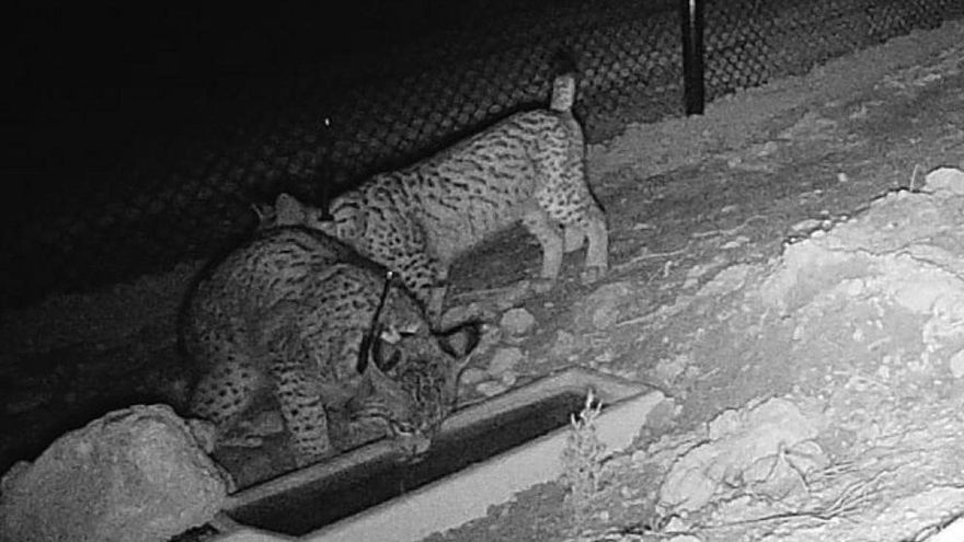 Los linces ibéricos recién reintroducidos en Aragón muestran una buena aclimatación en el entorno