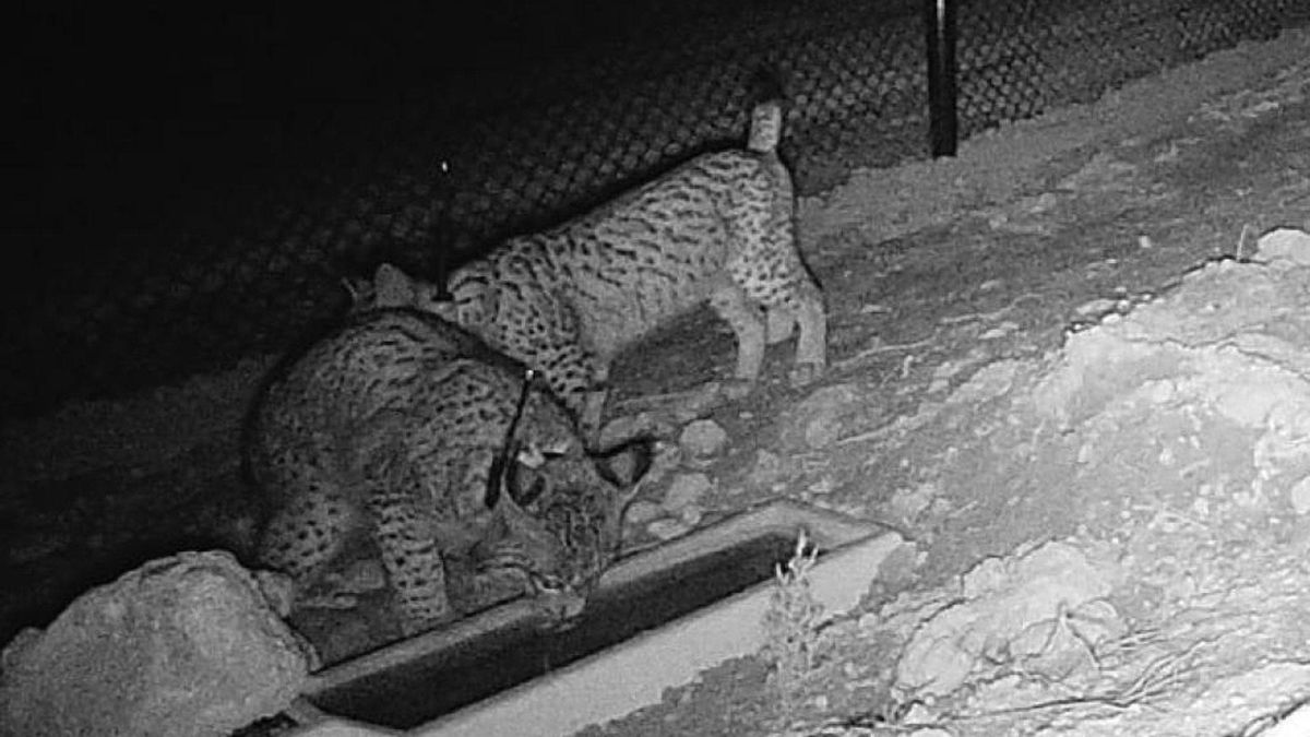 Los linces ibéricos recién reintroducidos en Aragón muestran una buena aclimatación en el entorno