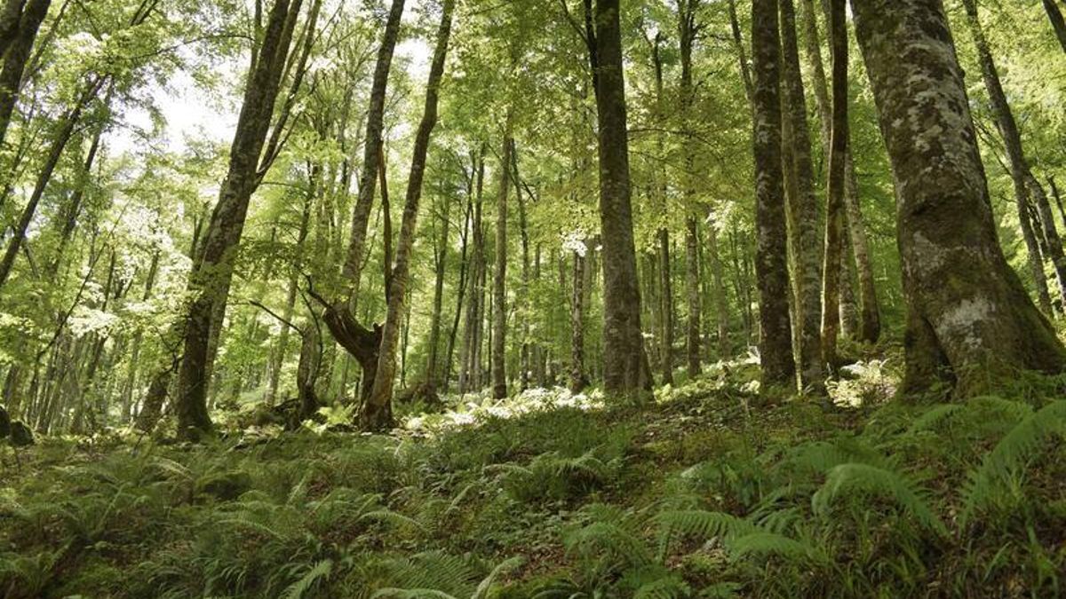 Los caminantes encuentran en este valle un refugio de aire puro donde el tiempo parece detenerse bajo las copas arbóreas