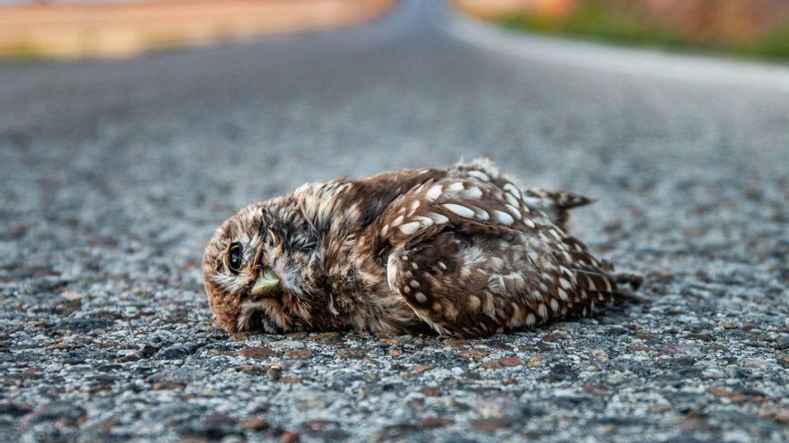 Colisiones, capturas, venenos: en España los humanos provocan dos tercios de las muertes y heridas no naturales de aves