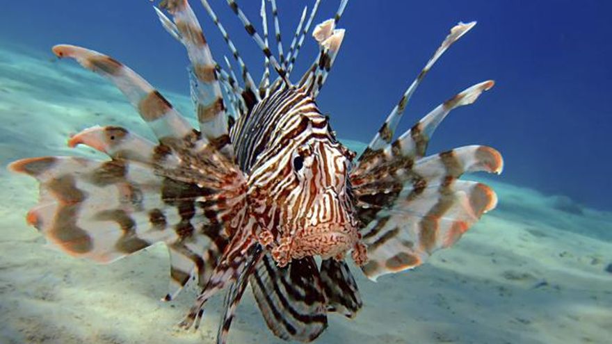 El Mediterráneo se llena de peces tropicales llegados del Mar Rojo y el calentamiento del agua abre la puerta a especies venenosas