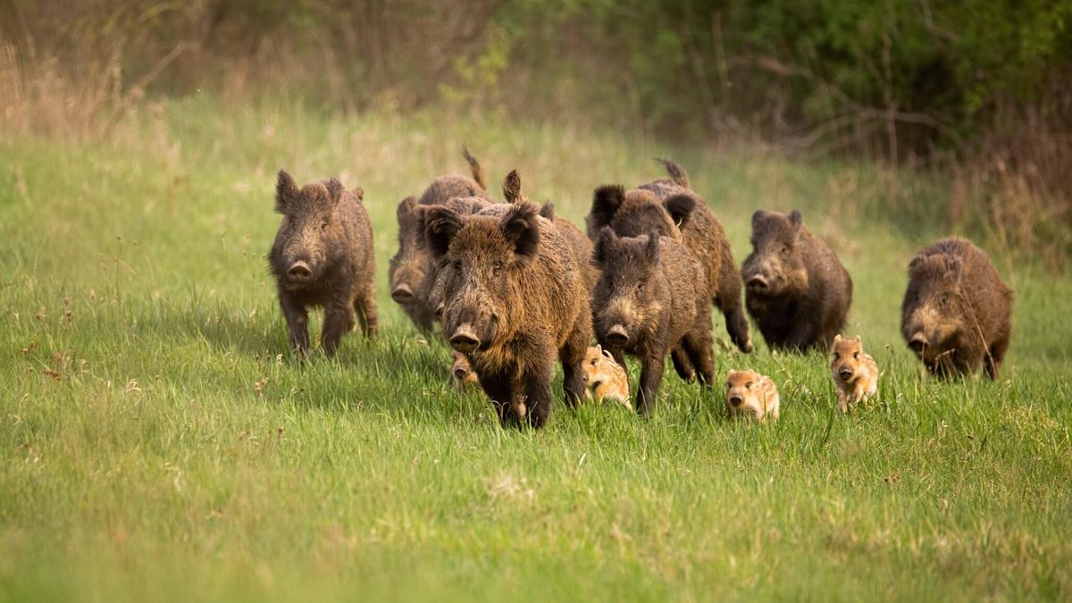 La Junta de Castilla y León dejará usar visores diurnos en la caza mayor y nocturnos para el jabalí