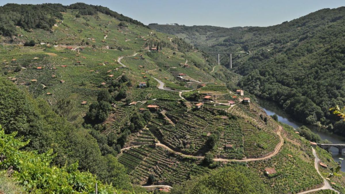 Viñedos de la Ribeira Sacra