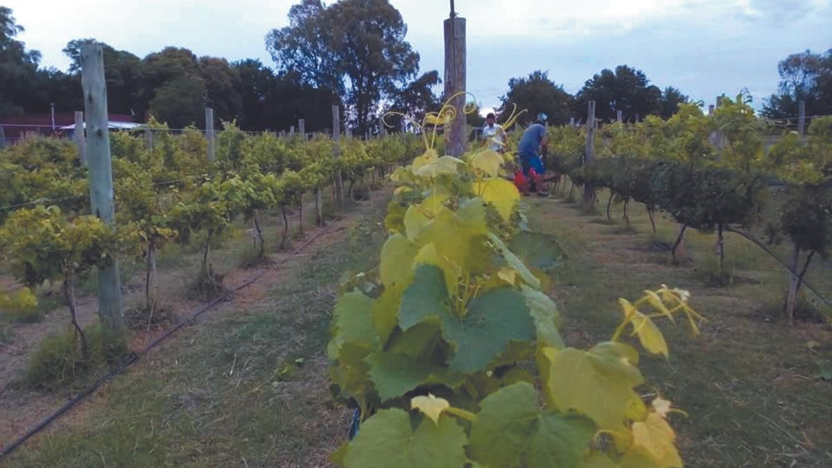 Enoturismo: calendario de eventos Vinos Buenos Aires 