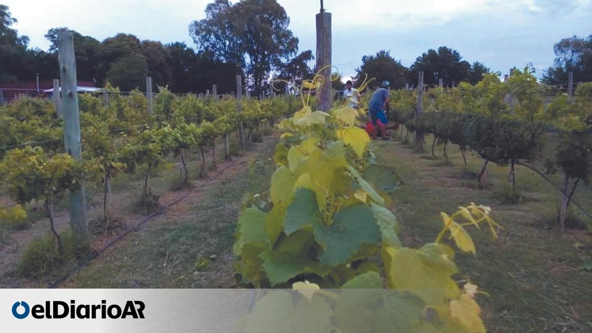 Enoturismo: calendario de eventos Vinos Buenos Aires 