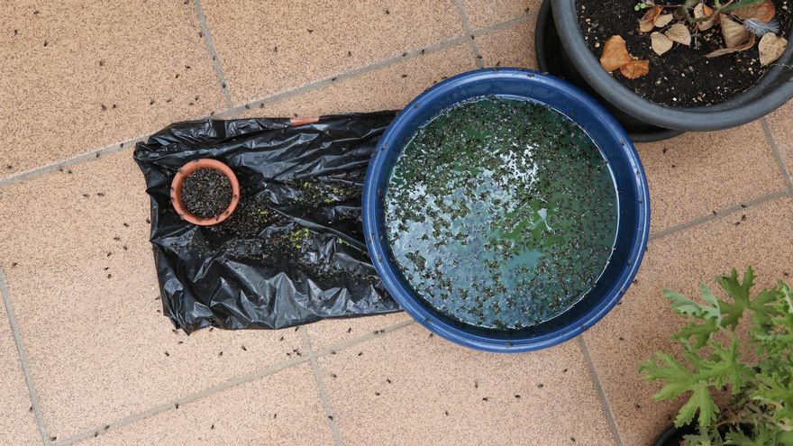Moscas en una de las viviendas de La Calzada.