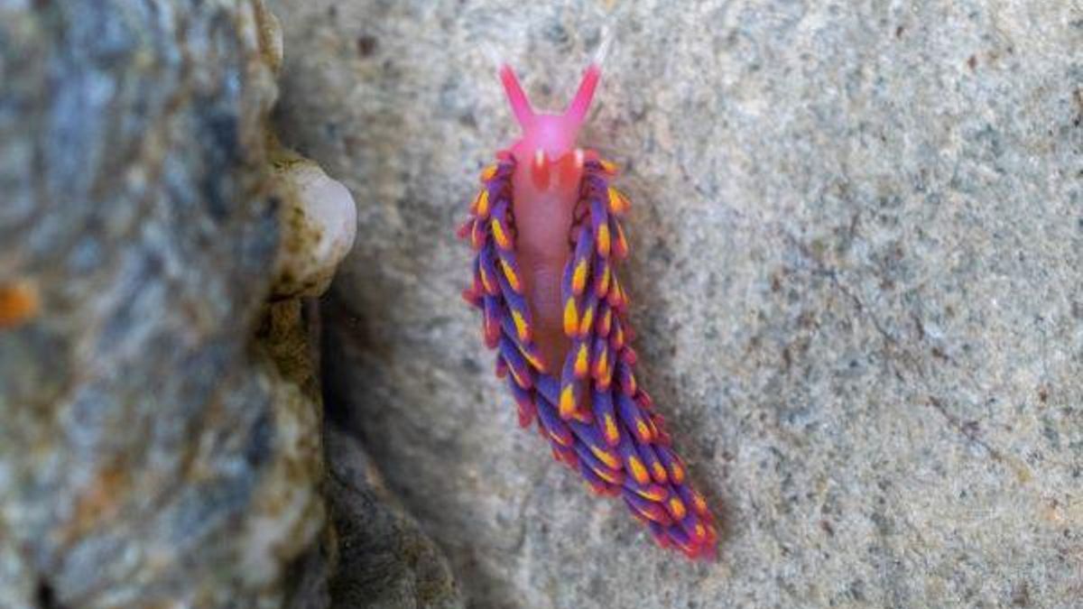 De España a Reino Unido: el hallazgo de esta babosa arcoíris en una playa inglesa alerta a los expertos