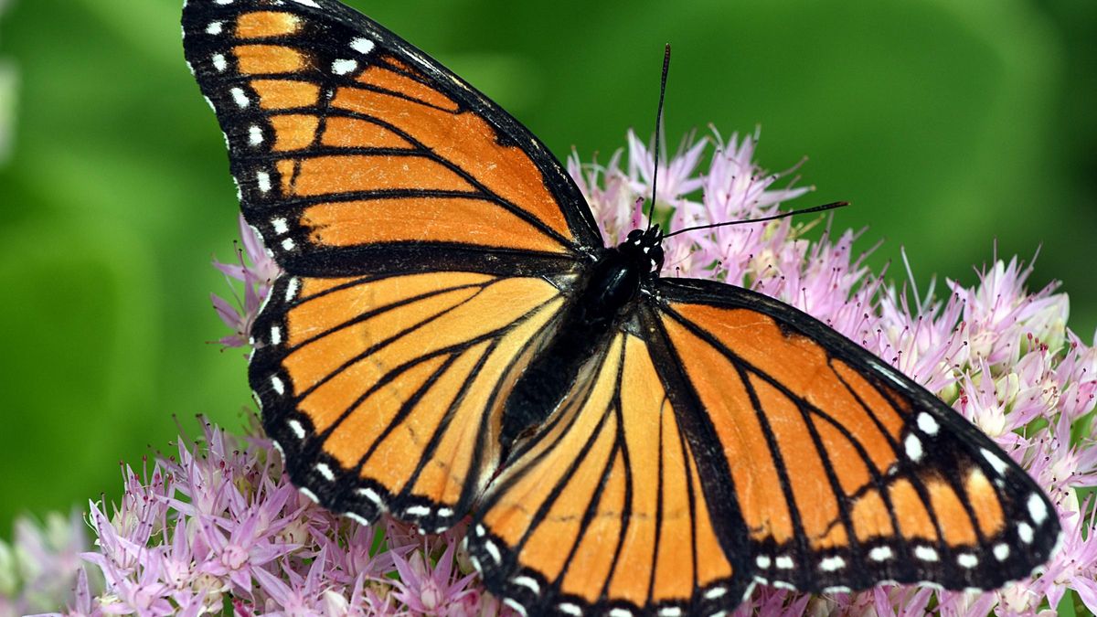 De colores brillantes, son de las pocas mariposas migratorias que existen en el mundo