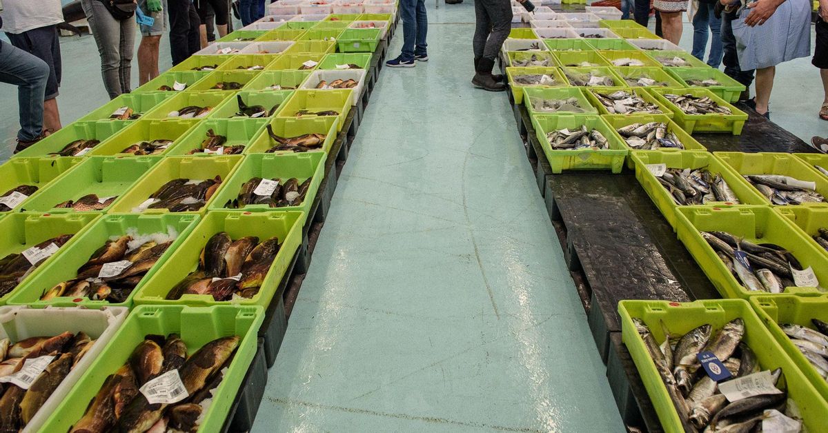 Fishing & Aquaculture: 28 Billion Animal Deaths