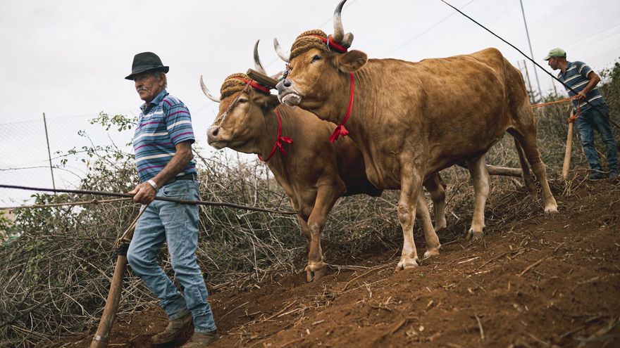 Un ganadero, con sus vacas durante el Día de la Arada en una parcela en La Laguna