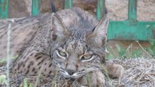 Linces en Ciudad Real