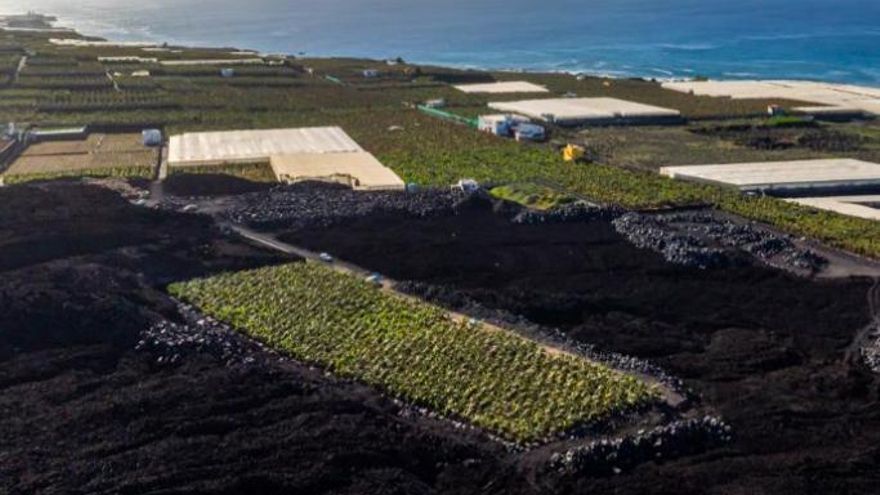 Primera cosecha de plátanos sobre la lava de volcán de La Palma: 195 piñas símbolo de la resiliencia de los agricultores palmeros