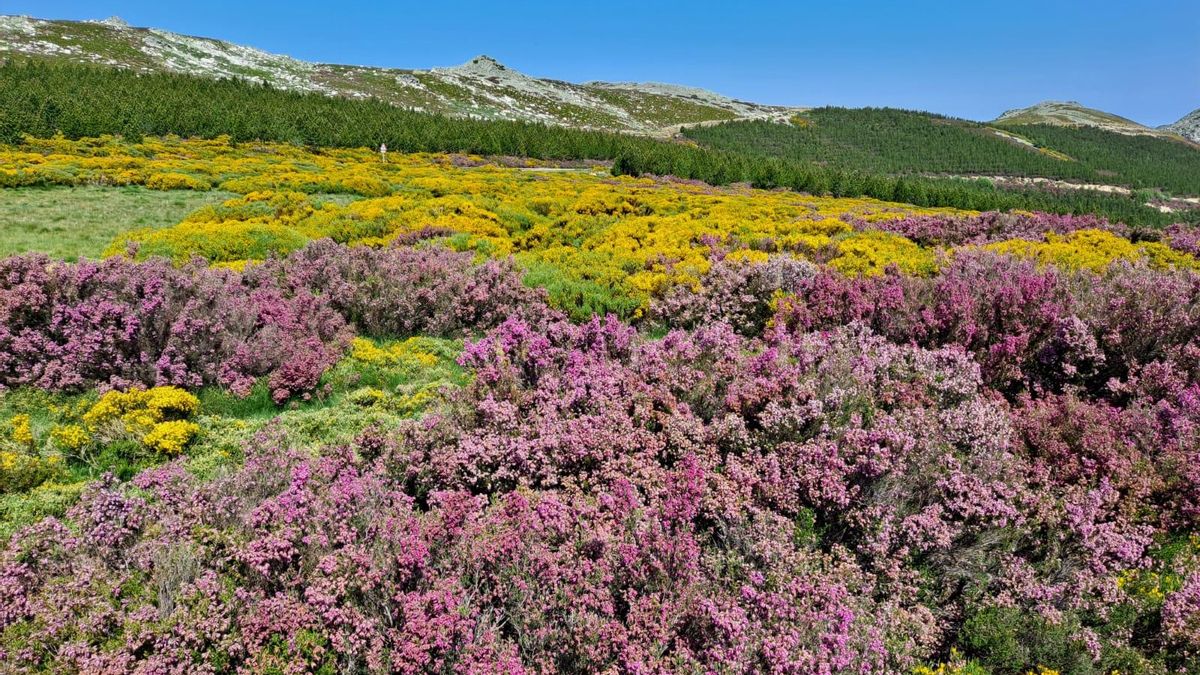 Nuevos aprovechamientos en Valdavido, Cabrera.