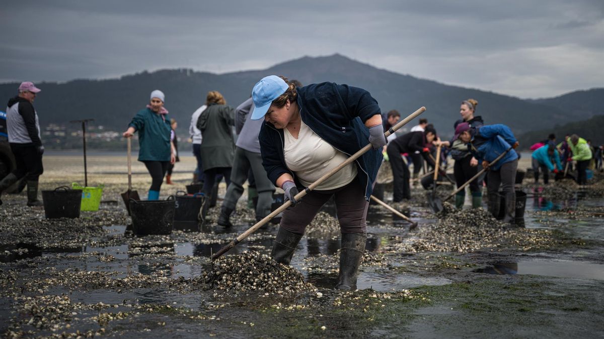 Los mariscadores de la ría coruñesa de Noia retiran casi 30 toneladas de marisco muerto por los temporales del invierno
