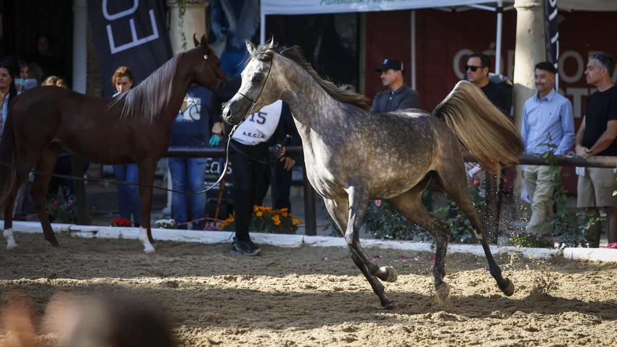 Campeonato Nacional de Caballos Árabes