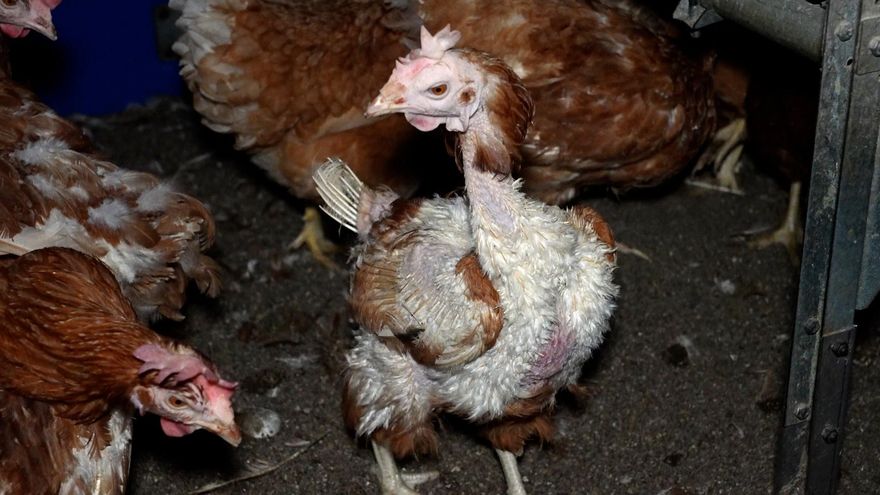 La macrogranja de las gallinas heridas y los cadáveres en descomposición denuncia una "trama" en su contra