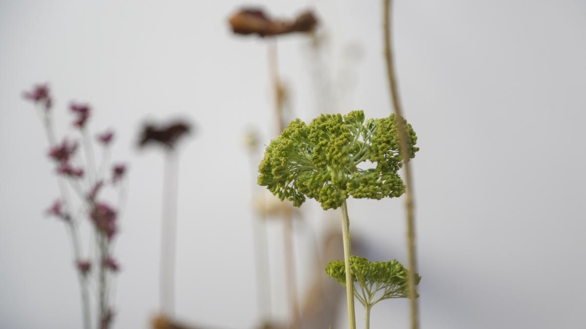 Flora 2025 - 'Arbor' (Museo Arqueológico)