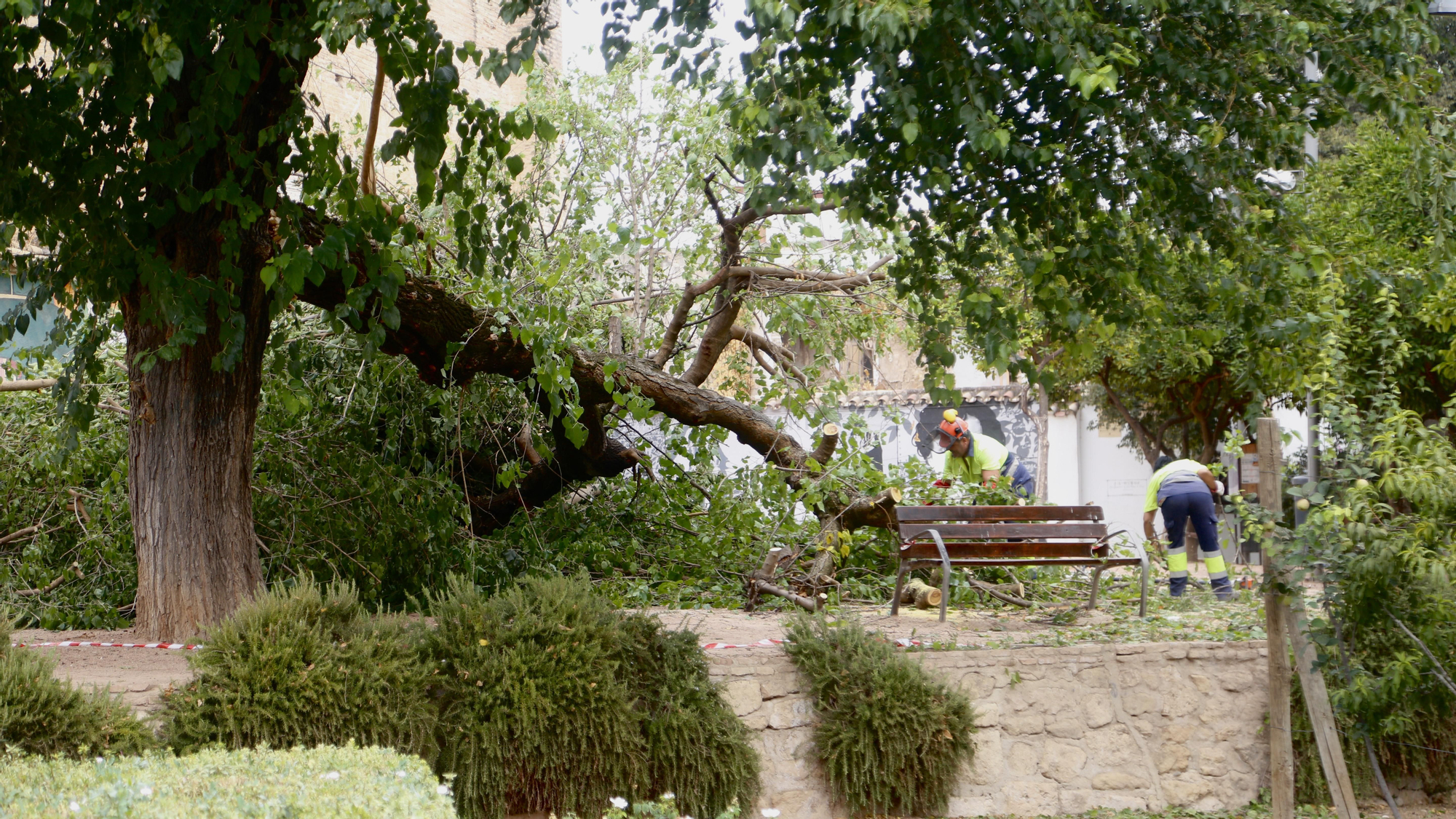 Árbol partido en el parque de Orive