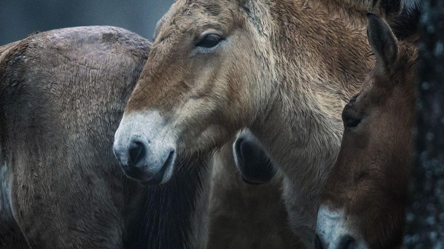 Los "únicos caballos salvajes del mundo" pastarán en libertad en el Alto Tajo