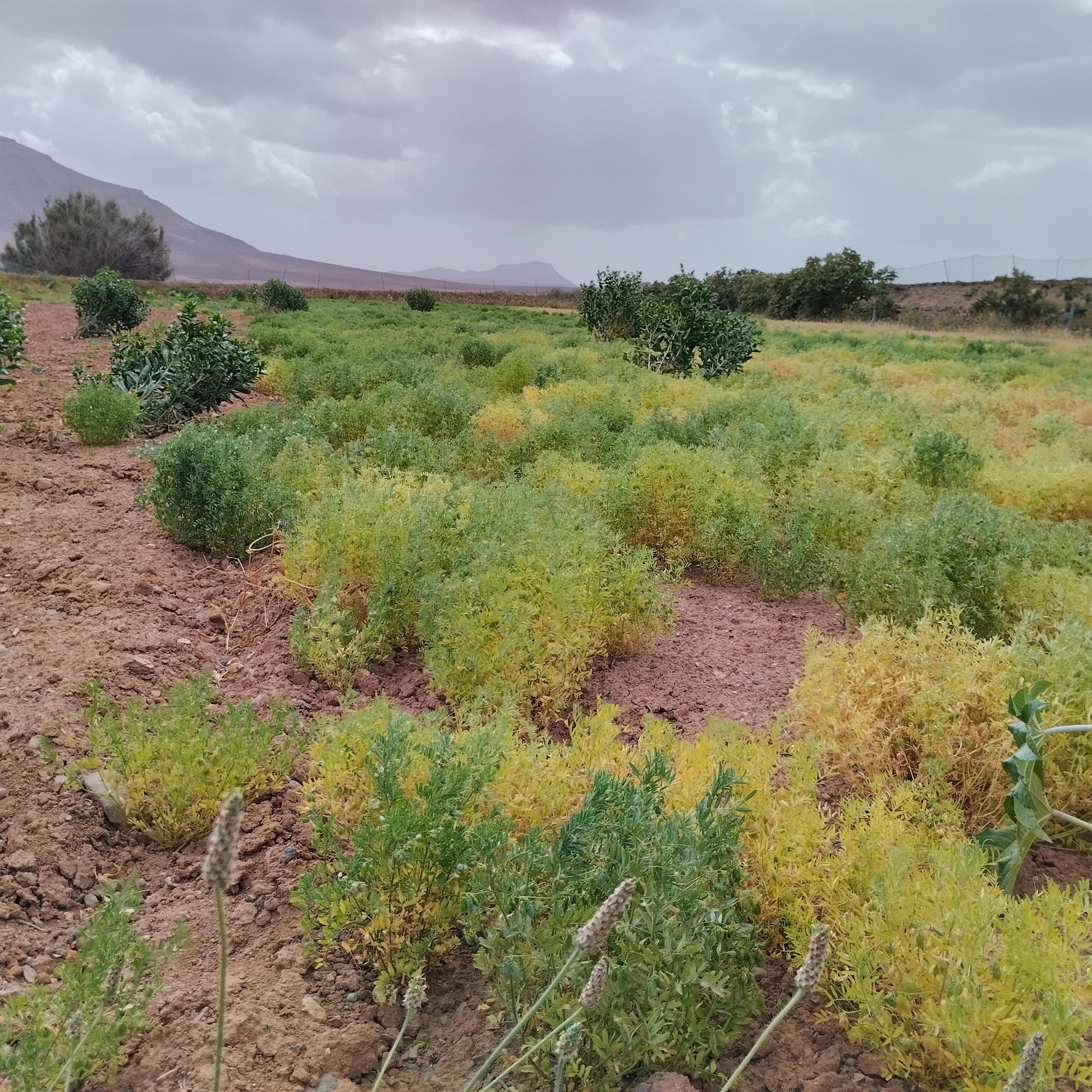 Cultivo de lenteja tradicional canaria –con ADN de la lenteja que cultivaban los antiguos canarios- en Casillas de Morales, localidad de la isla de Fuerteventura.