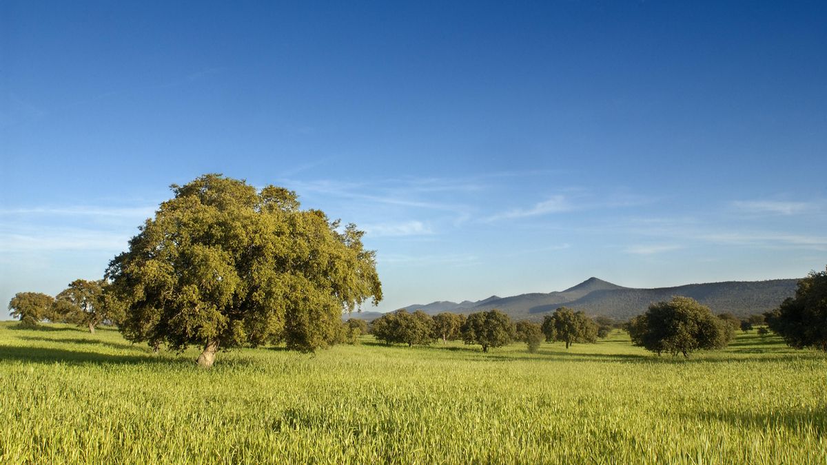 Imagen de la dehesa de Extremadura