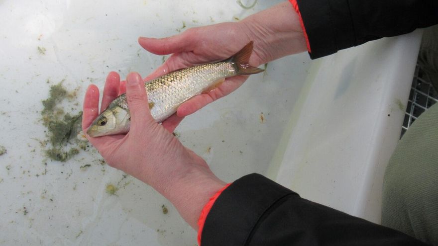 Una de las especies de peces reintroducidas en el río Manzanares.