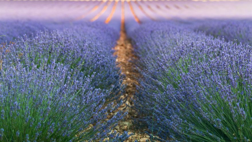 Castilla-La Mancha adelanta la fecha de siega tardía del 10% de la superficie de aromáticas al 1 de agosto por la sequía