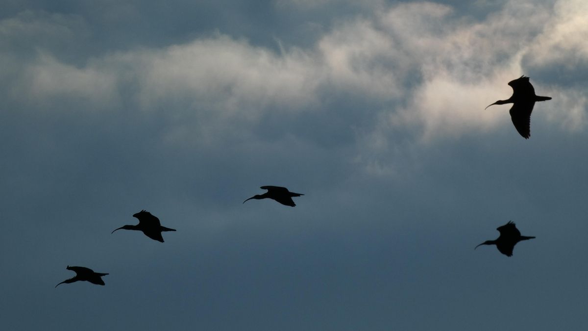 Ibis eremitas en la Toscana.