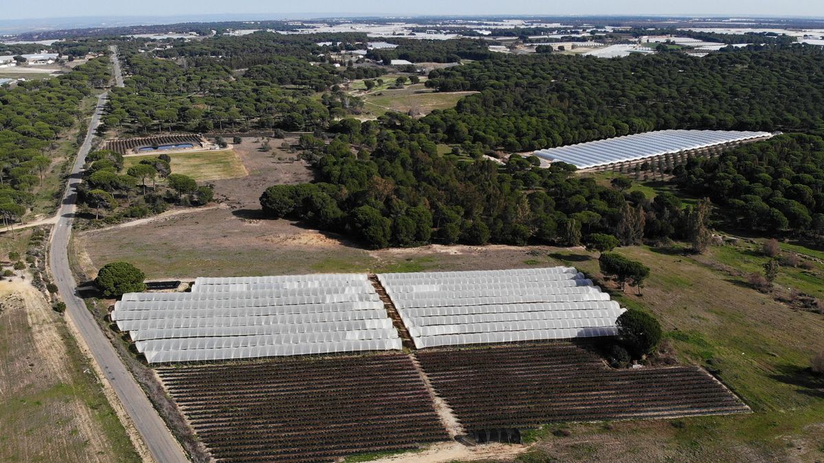 El Gobierno publica las ayudas que permitirán reforestar 400 hectáreas de Doñana que ahora son invernaderos