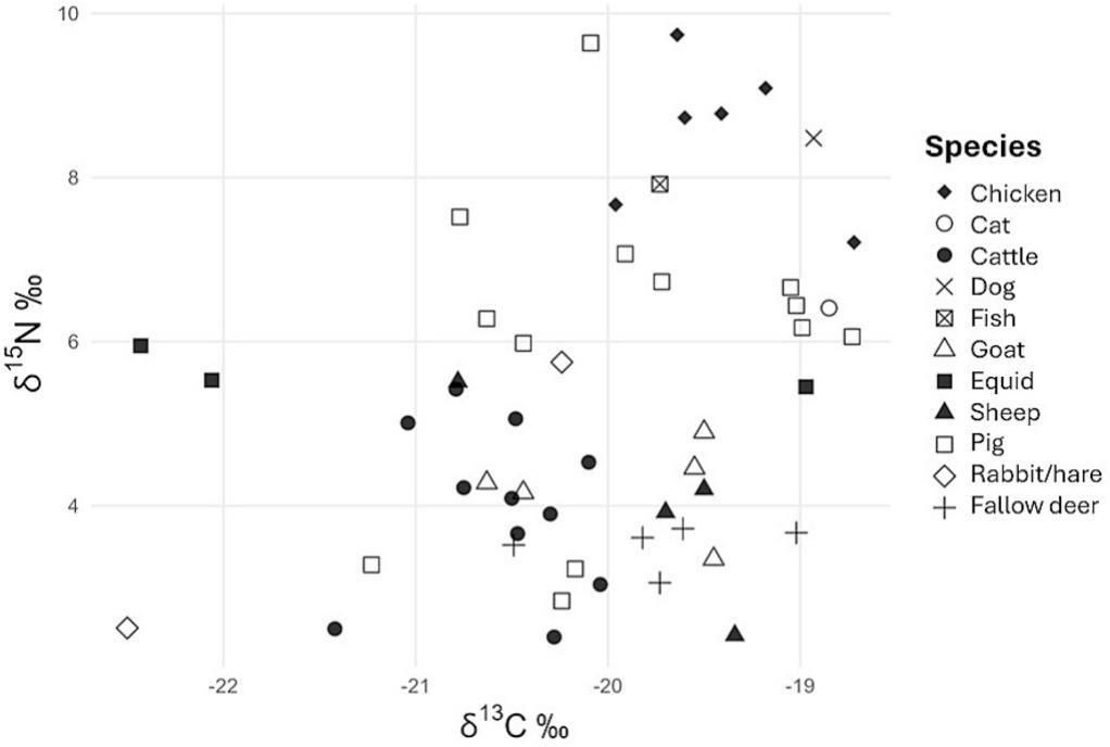 Los restos animales revelan qué se comía en la villa