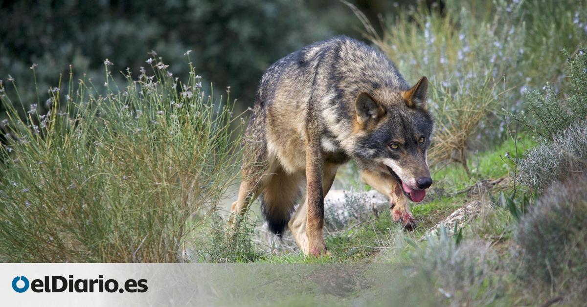 El PP no suelta la presa del lobo y le hace un hueco en su declaración centrada en inmigración e igualdad