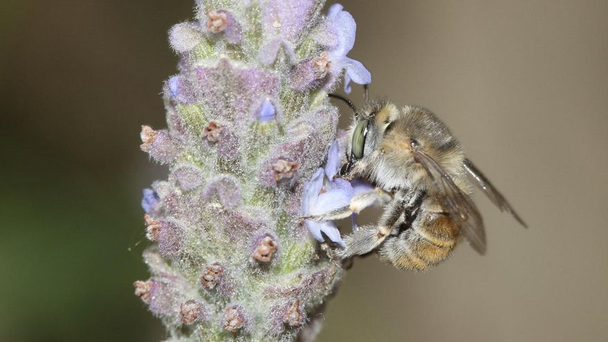 Lo que los 103 tipos de bichitos de un jardín comunitario pueden hacer por el bienestar de tu barrio