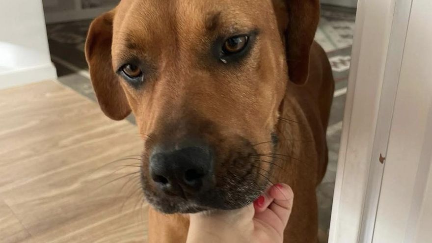 Anni, la perrita que sobrevivió a la DANA de Valencia y que ahora espera una familia que la cuide