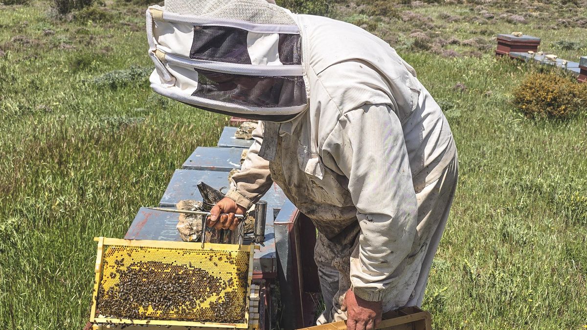 Proyectan un herramienta para calcular el coste de producción de la miel y mejorar la capacidad de negociación del sector