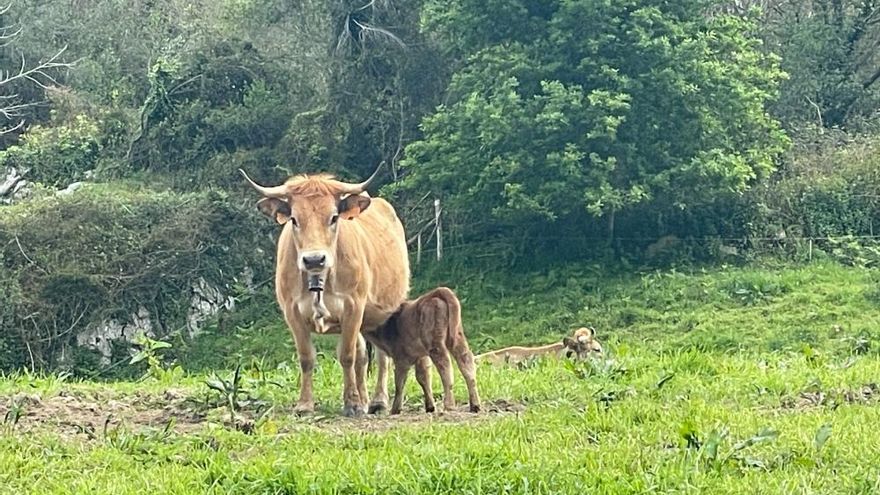 El Principado extiende el cierre del mercado nacional de ganado de Siero por precaución sanitaria