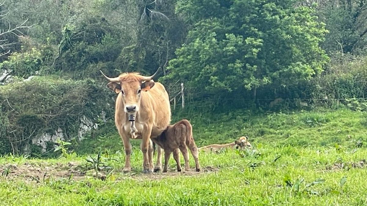 El Principado extiende el cierre del mercado nacional de ganado de Siero por precaución sanitaria