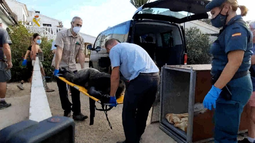 La odisea de la chimpancé Suzie, del circo a la soledad de una finca y, por fin, a una jubilación entre congéneres