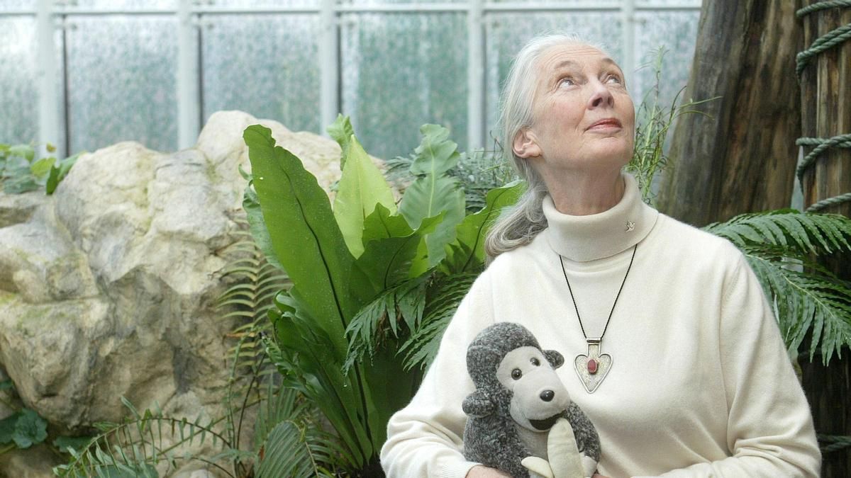 La primatóloga Jane Goodall se hizo mundial mente famosa por dedicar su investigación a los chimpancés