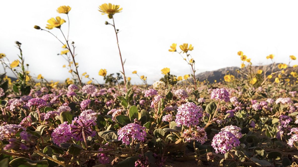 Una racha de chubascos más generosa de lo habitual despierta miles de ejemplares botánicos