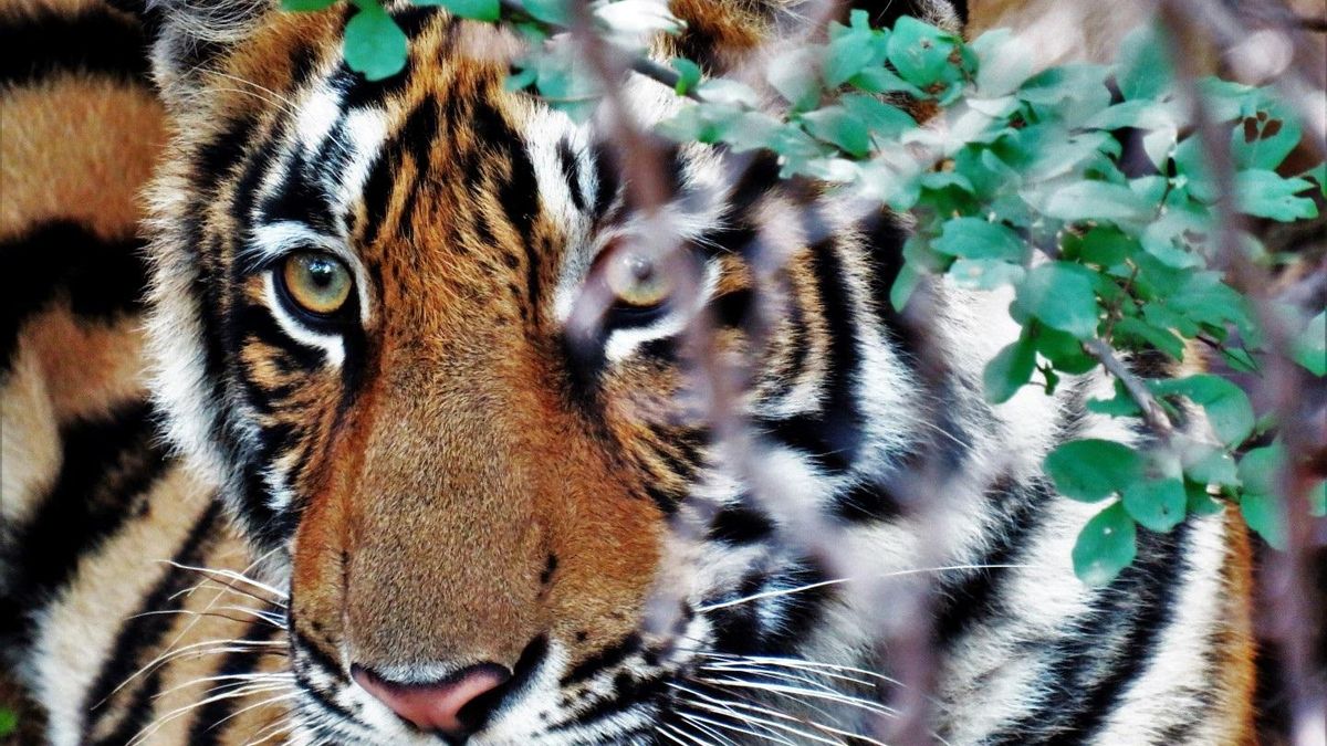 Los tigres viven solos entre bosques espesos