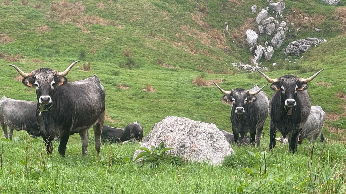 Las guardianas de los valles cántabros contra su extinción: el doble milagro de vacas pasiegas y tudancas