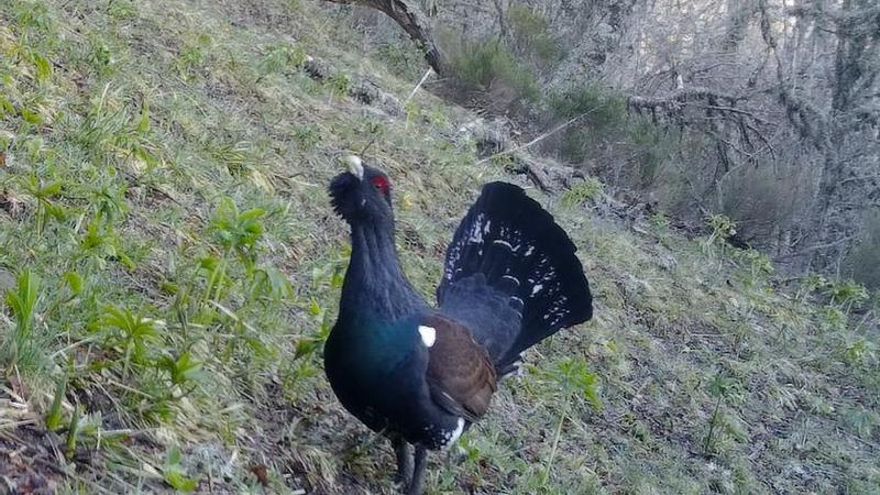 El Alto Sil alerta al Ministerio de que tres proyectos eólicos de Repsol en Gistredo amenazan al urogallo cantábrico