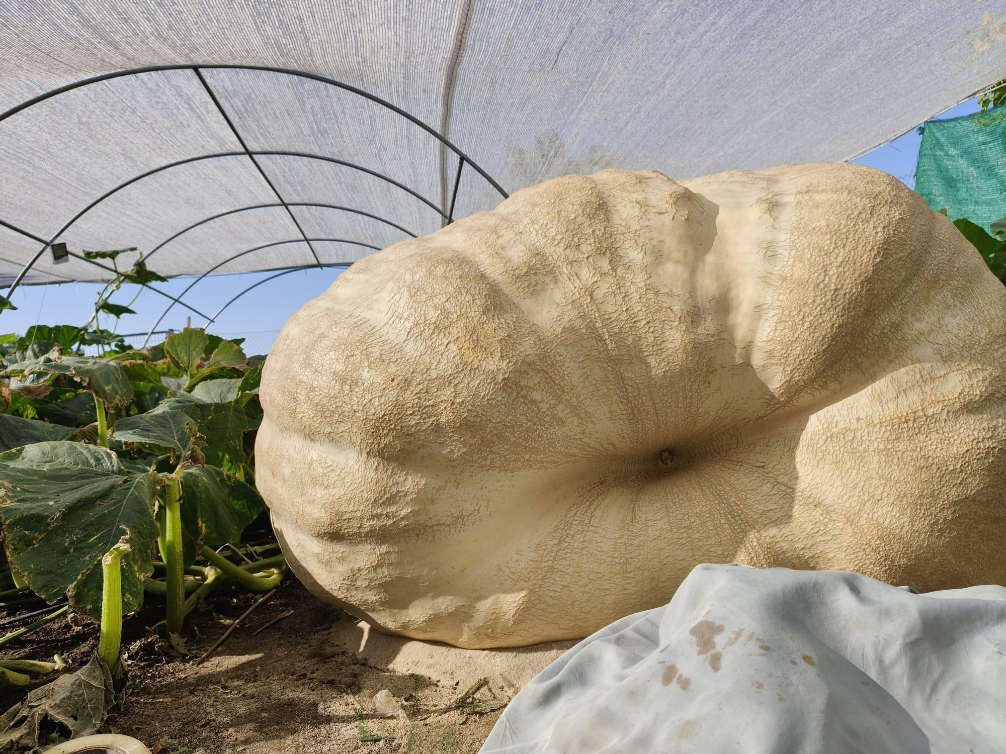 La calabaza Trufa, en el huerto de Carlos, que pesa 650 kilos